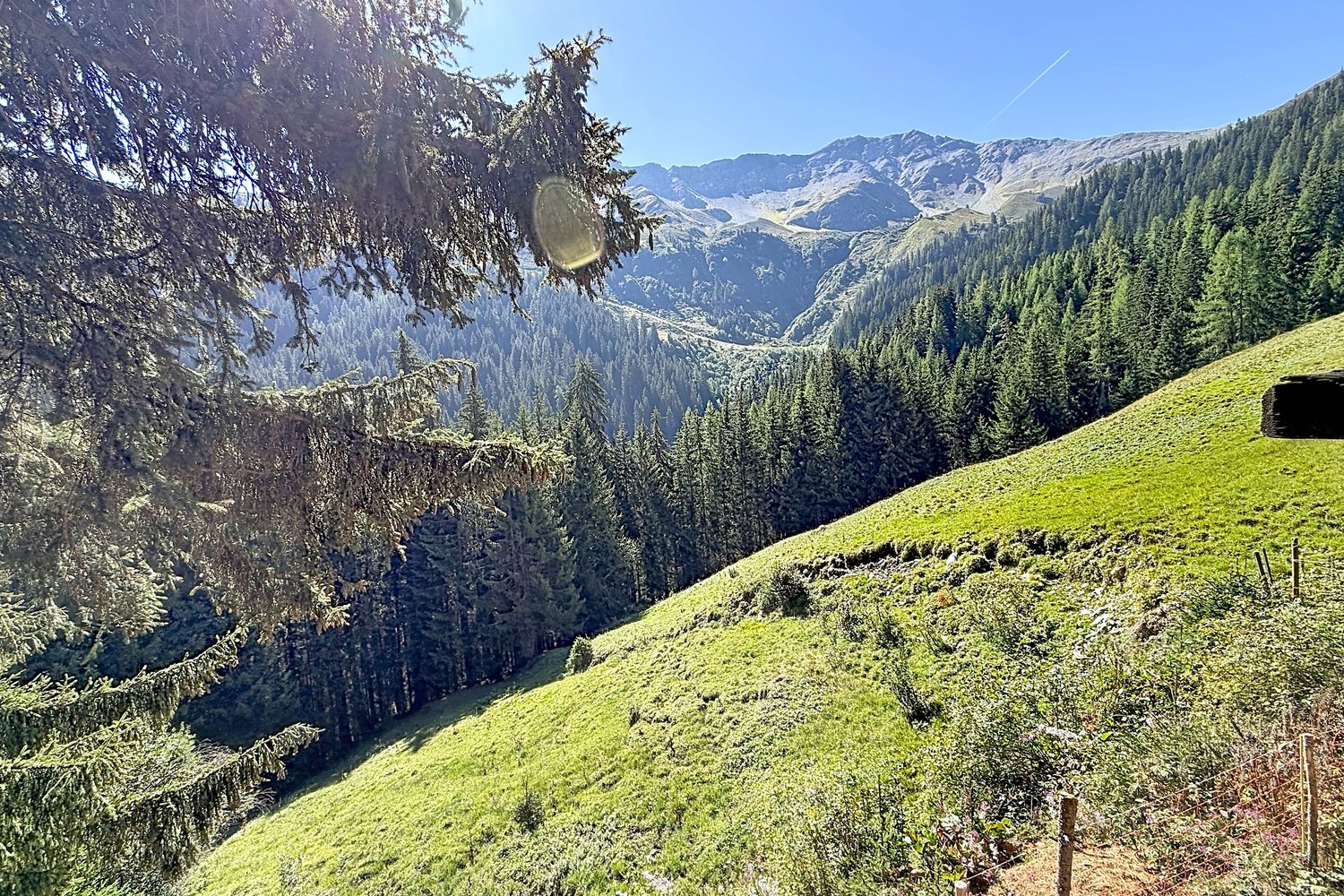 Vue depuis le pré du mayen : vallon boisé, forêts d'épicéas et crêtes, sans aucune construction visible.